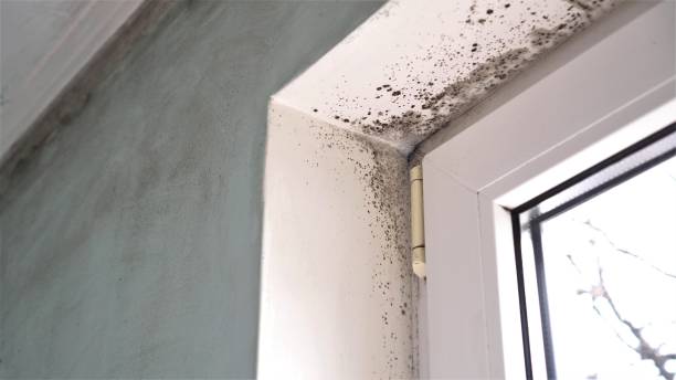 Best Industrial Mold Remediation  in Hawarden, IA