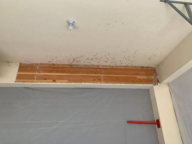 Best Airborne Mold Testing  in Hawarden, IA