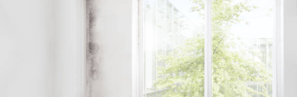 Best Basement Mold Removal  in Hawarden, IA