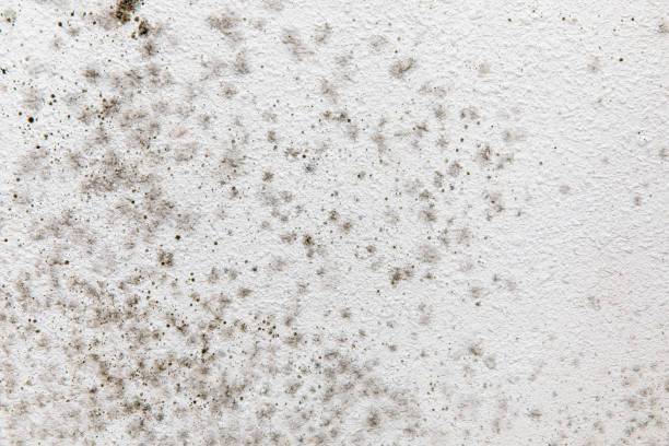 Best Mold Prevention Services  in Hawarden, IA