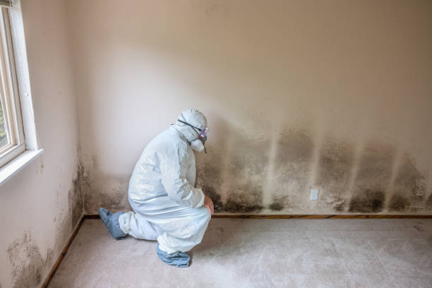 Best Mold Removal for HVAC Installations  in Hawarden, IA