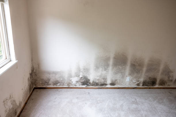 Best Real Estate Mold Inspection  in Hawarden, IA