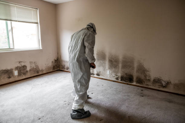 Best Mold Damage Restoration  in Hawarden, IA