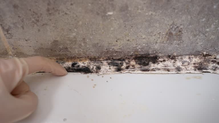 Best Black Mold Removal  in Hawarden, IA